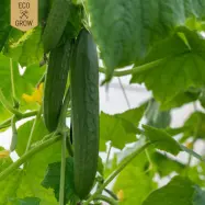 Snackgurka'Minyara', ekologisk