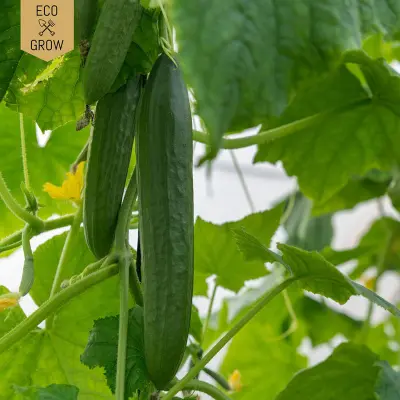 Snackgurka'Minyara', ekologisk