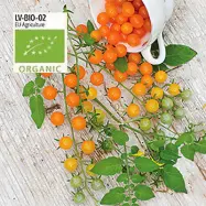 Tomat, Golden Currant, ekologisk, 5 frön,Högväxande,Växthus, Ute skyddat läge