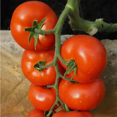 Tomat'Abellus'F1, 10 frön,Högväxande,Växthus, Ute skyddat läge