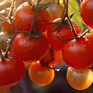 Tomat'Betalux', högväxande, medeltidig, växthus, skyddad plats, 20-25 frukter/klase, ca 40 g/frukt.