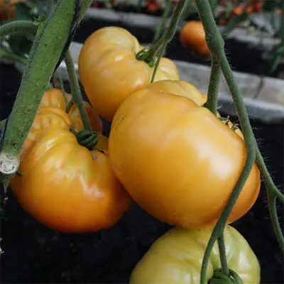 Tomat'Buffalosun'F1, 10 frön,Högväxande,Växthus