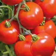 Tomat'Crimson Crush'F1, 10 frön,Högväxande,Växthus, Ute skyddat läge