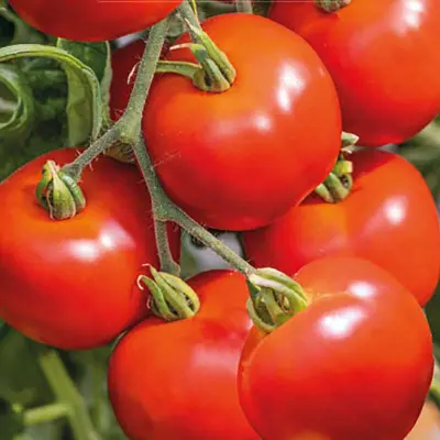 Tomat'Crimson Crush'F1, 10 frön,Högväxande,Växthus, Ute skyddat läge