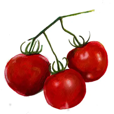 Tomat'Glacier', röd, smakrik, buskformad planta, höjd 70-100 cm, växthus/friland, ca 15 frön.