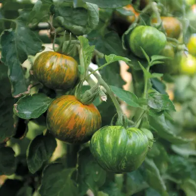 Tomat'Green Zebra', ca 5 frön,Högväxande,Växthus, Ute skyddat läge