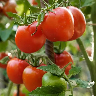Tomat'Kremser Perle', ekologisk, 10 frön,Högväxande,Växthus, Ute skyddat läge