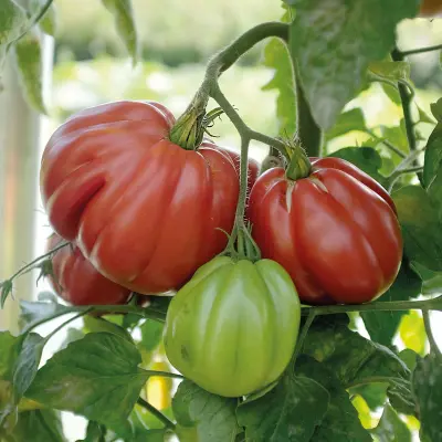 Tomat'Liguria', ca 5 frön,Högväxande,Växthus, Ute skyddat läge