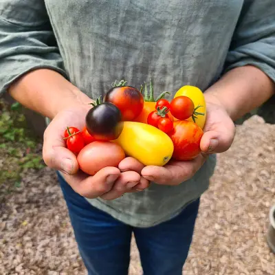Tomatmix, 4 sorter, Högväxande,Växthus, Ute skyddat läge