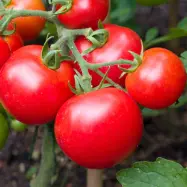 Tomat'Moneymaker', högväxt, medelstora frukter, saftiga, 75-80 dagar, soligt läge, 1,5 g frön.