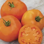 Tomat'Orange Slice'F1, 10 frön,Högväxande,Växthus