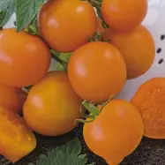 Tomat'Oranze', medelstor, aromatisk, lågväxande, växthus eller utomhus, skyddad plats, 10 frön.