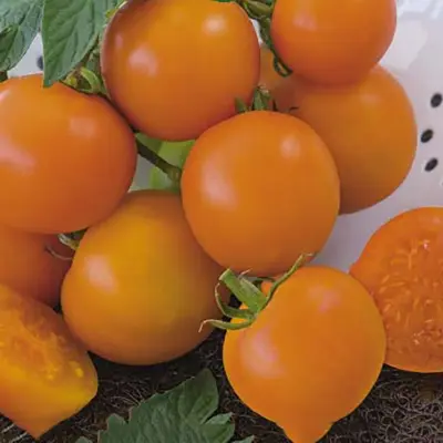 Tomat'Oranze', medelstor, aromatisk, lågväxande, växthus eller utomhus, skyddad plats, 10 frön.