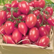 Tomat'Plumbrella Rosy Pink', 5 frön,Högväxande,Växthus