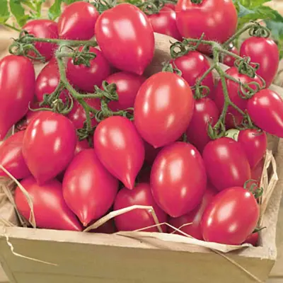 Tomat'Plumbrella Rosy Pink', 5 frön,Högväxande,Växthus
