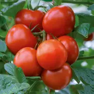 Tomat'Saint Pierre', högavkastande, växtperiod 80 dagar, för växthus eller utomhus.