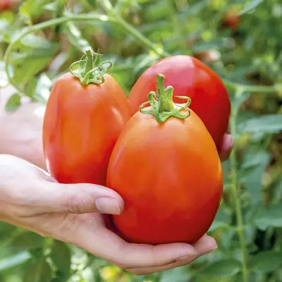 Tomat'Super Mama'F1, 10 frön,Högväxande,Växthus, Ute skyddat läge