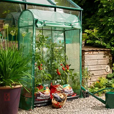 Växthus, Tomato Growhouse