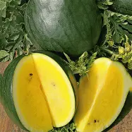 Vattenmelon'Janosik', söt och saftig, 3,5-5,5 kg, 0,5 gram frön, odlas i växthus och utomhus.